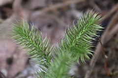 Lycopodium