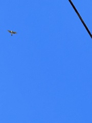 Accipiter