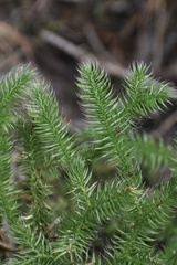 Lycopodium
