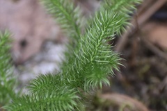 Lycopodium