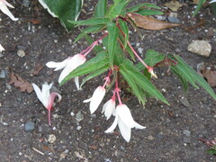 Begonia boliviensis