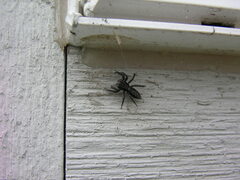 Platycryptus californicus