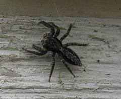 Platycryptus californicus
