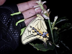 Papilio machaon hippocrates