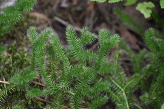 Lycopodium