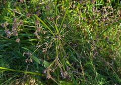Scirpus microcarpus