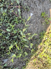 Lindernia anagallidea
