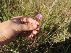 Agalinis oligophylla