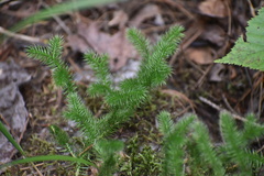 Lycopodium