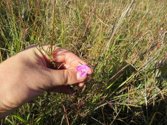 Agalinis oligophylla