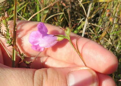 Agalinis oligophylla
