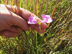 Agalinis oligophylla