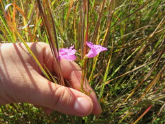 Agalinis oligophylla