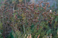 Limonium californicum