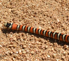 Lampropeltis pyromelana