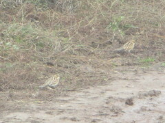 Calcarius lapponicus