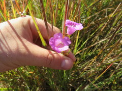Agalinis oligophylla