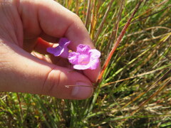 Agalinis oligophylla