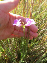 Agalinis oligophylla