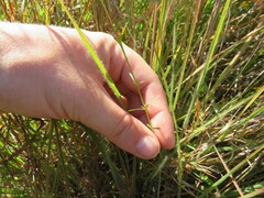 Agalinis oligophylla