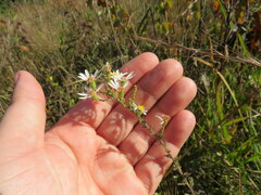 Symphyotrichum estesii