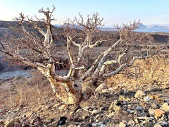 Pachycormus discolor