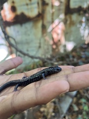 Plethodon glutinosus