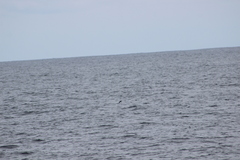 Hydrobates microsoma