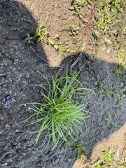 Cyperus brevifolius