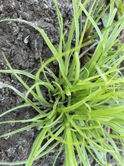 Cyperus brevifolius