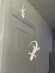 Hemidactylus turcicus