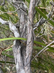 Styphelia setigera
