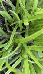 Cyperus brevifolius