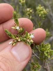 Styphelia setigera