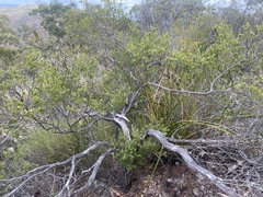 Styphelia setigera