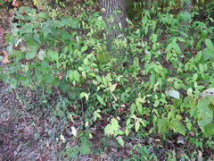 Euonymus americanus
