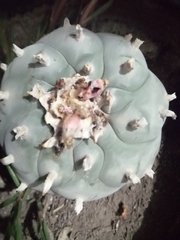 Lophophora williamsii