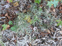 Salix humilis tristis