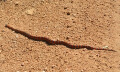 Lampropeltis pyromelana