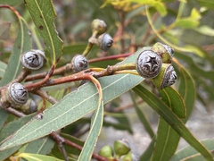 Eucalyptus lockyeri