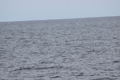 Hydrobates microsoma
