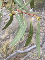 Eucalyptus lockyeri