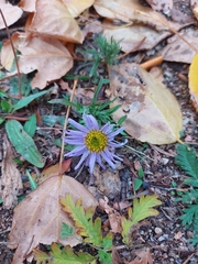 Aster altaicus