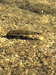 Catostomus occidentalis