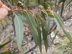 Eucalyptus lockyeri