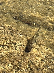 Catostomus occidentalis