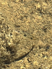 Catostomus occidentalis