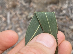 Eucalyptus lockyeri