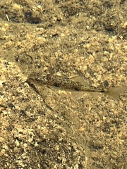 Catostomus occidentalis
