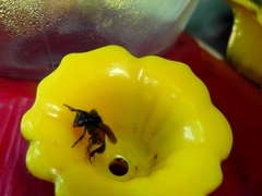 Trigona fulviventris